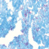 TB-Stain Histo kit